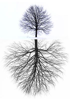 The underground network of trees