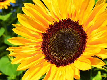 The Sunflower has the golden ratio for every leaf as it relates to the vein.