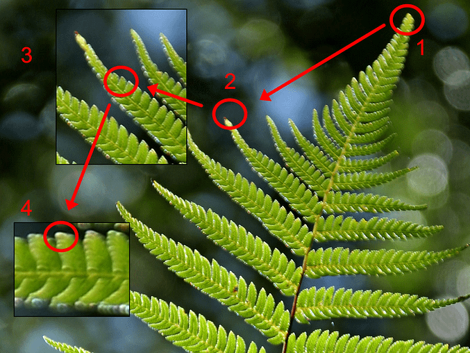 The Fern progression is the main leaf and the duplicate of the leafs on the leafs are all the same